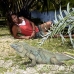 iguana_blue_qebp_gc_h_0219_cay0697.jpg